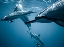 开云体育官网：以专业守护你的体育热爱与智能体验